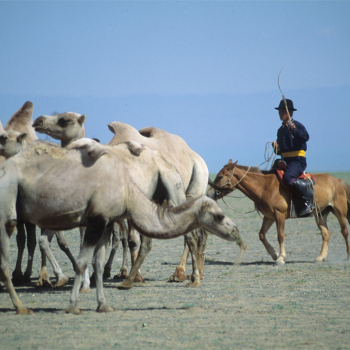 durgum nuur camel herder