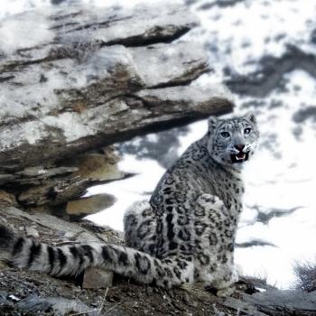 Snow leopard included to the Red List of Threatened species